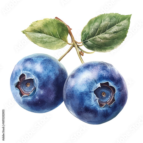 Blueberry, watercolor painting vector, isolated on a white background.