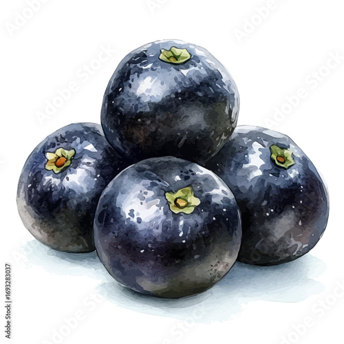 watercolor vector of Black Sapote, isolated on a white background.