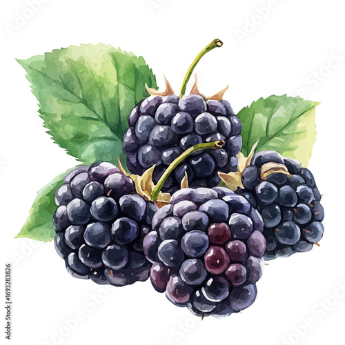 watercolor vector of Blackberry, isolated on a white background.