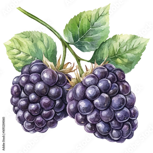 Blackberry, watercolor vector, isolated on a white background.