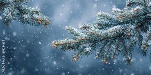 Frosty blue spruce branches covered in snow, soft snowfall