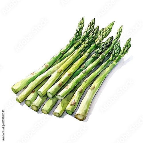 watercolor of Asparagus, vector, isolated on a white background.