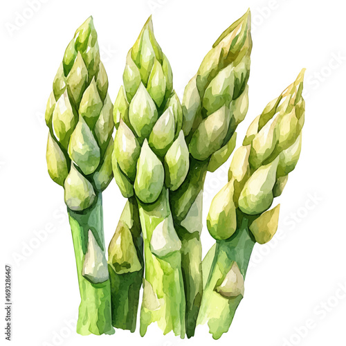 watercolor of Asparagus, vector, isolated on a white background.