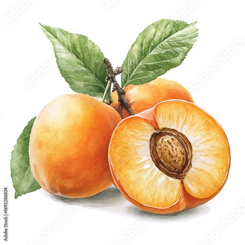 Apricot, watercolor illustration vector, isolated on a white background.