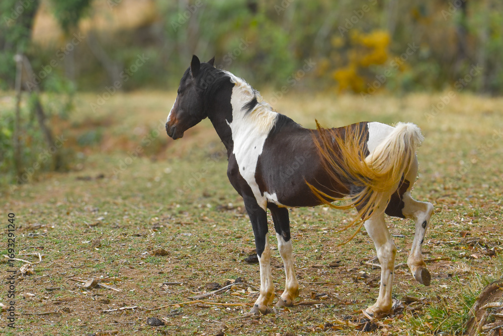 Obraz premium White and Brown Horse Standing in a Natural Outdoor Setting