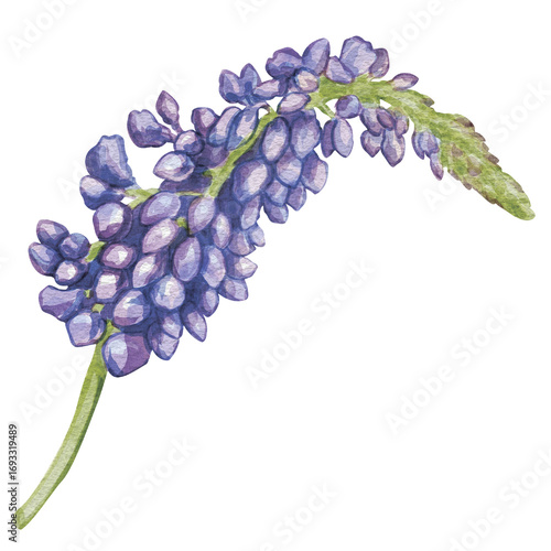 Violet delphinium flower isolated on a white background. Realistic watercolor hand-drawn botanical illustration of larkspurs flowers. For printing on postcards, congrats, invitations, or home decor.