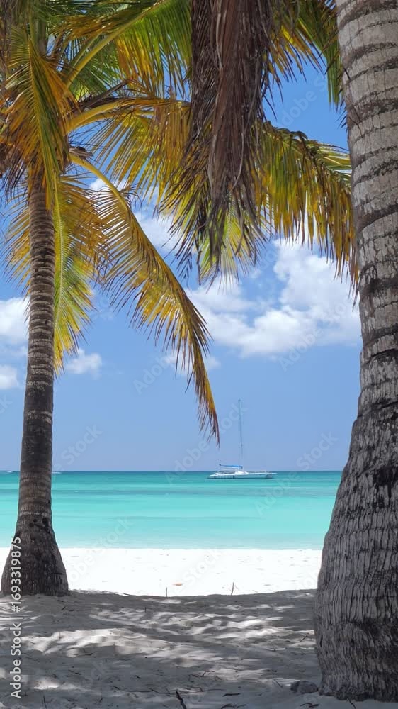 custom made wallpaper toronto digitalCoconut palm tree on white sandy beach at caribbean island. Travel getaways. Summer holidays. Saona Island. Vertical footage