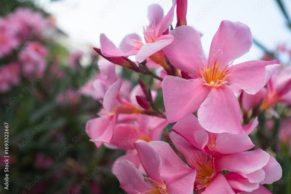 Obraz premium Pink Oleander Flower (Nerium oleander) in Sunlight – Close-Up of Delicate Blossoms on a Toxic Yet Beautiful Ornamental Shrub in a Lush Green Garden. High quality photography