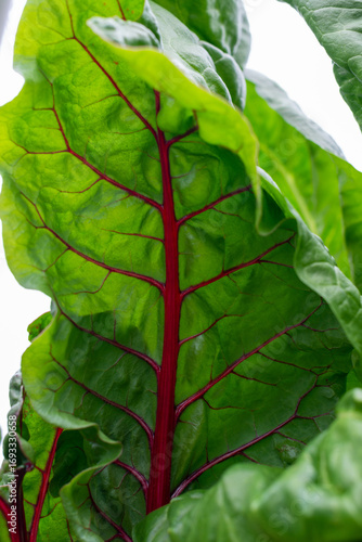 Vibrant red organic beet leaves with light shining through. The tall, slender, red stalks have large green leaves with deep red veins. The rippled leaves have a thick, shiny coat.