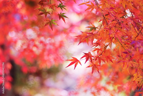 鮮やかな秋の紅葉