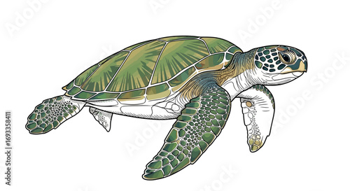 Green sea turtle illustration, detailed view of shell and flippers, artistic rendering.