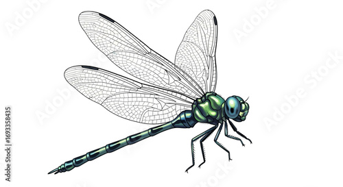 Detailed illustration of a dragonfly in flight.