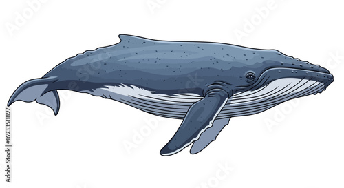 A detailed illustration of a large blue humpback whale swimming in the ocean, showcasing its distinctive features.