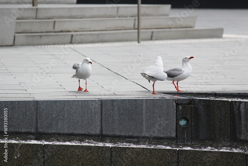 Three silver gull birds enjoying a day near water