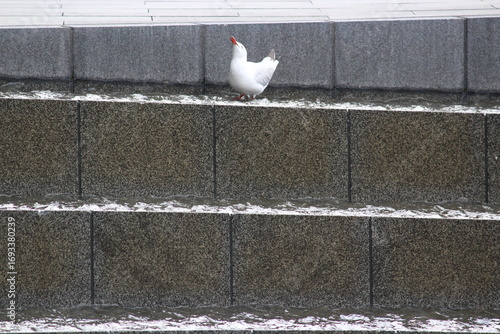 Silver Gull bird enjoying water fountain