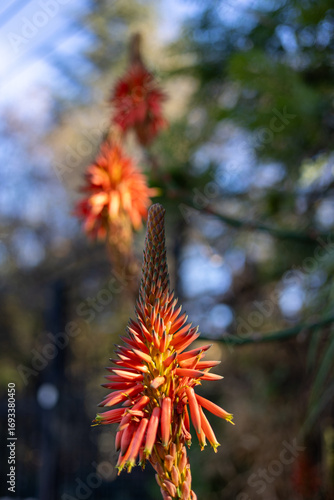 Flores de aloe vera naranja candelabro