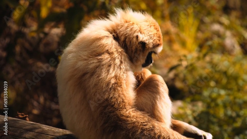 Wallpaper Mural animal, gibbon, mammal, wildlife, nature, zoo, animals, baby,  Torontodigital.ca