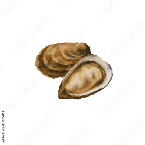 Oyster watercolor isolated vector white background