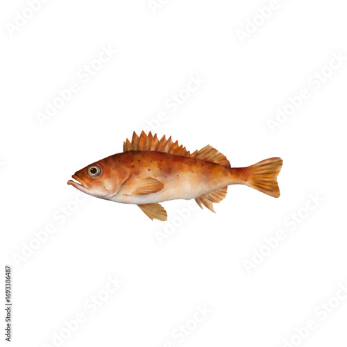 rockfish watercolor isolated vector white background