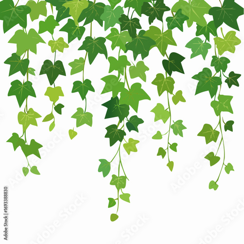 Green climbing hanging ivy creeper plant isolated on white background. Hedera vine botanical design element.