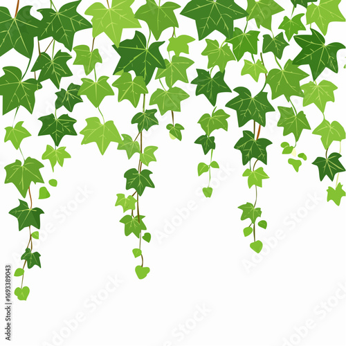 Green climbing hanging ivy creeper plant isolated on white background. Hedera vine botanical design element.
