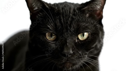 A close-up studio portrait of a sleek, black domestic cat with intense yellow-green eyes, captured against a clean white background, highlighting its glossy fur and alert expression