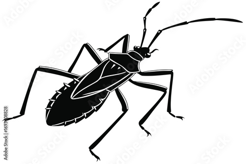 Assassin bug sihouette black vector