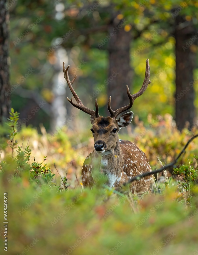 Naklejka premium Spotted deer in autumn forest