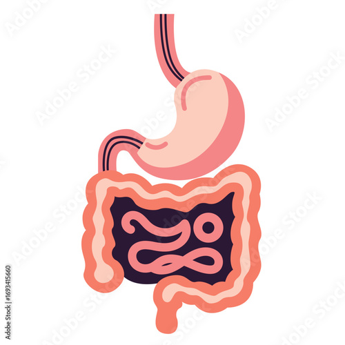 Human stomach with large intestine in detailed view. Perfect for anatomy charts, digestive system education, or healthcare visuals.