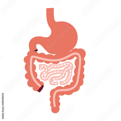 Human digestive system showing stomach and intestines. Suitable for anatomy diagrams, digestive health education, or medical illustrations.