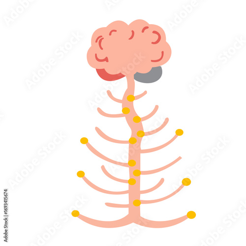 Human brain and spinal cord with branching nerves. Ideal for anatomy charts, neuroscience education, or medical and biology illustrations.
