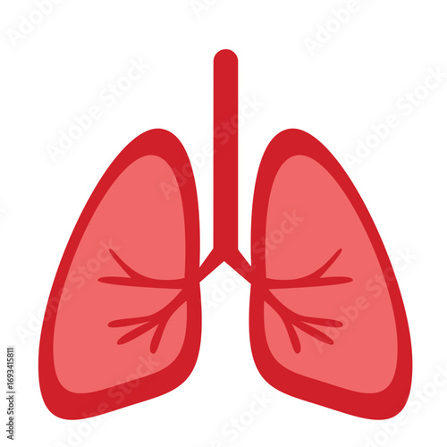 Human lungs in red with visible bronchial tubes. Ideal for anatomy charts, medical education, or respiratory health illustrations.