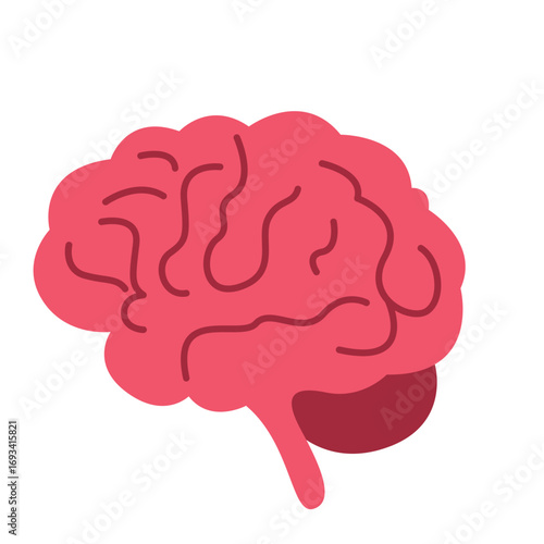 Human brain in pink with visible folds. Ideal for neuroscience graphics, anatomy education, or medical and psychology illustrations.