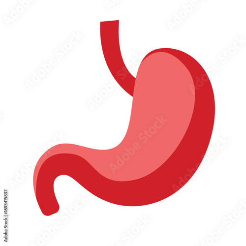 Human stomach in red curved shape. Suitable for anatomy charts, digestive system education, or medical and healthcare illustrations.