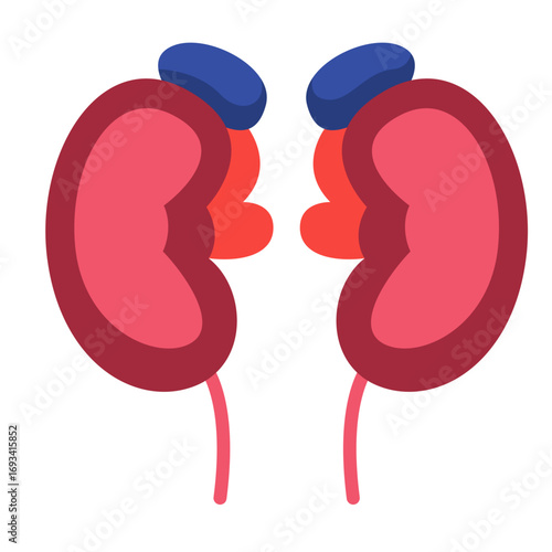 Human kidneys with adrenal glands on top. Ideal for anatomy diagrams, medical education, or healthcare-related illustrations.