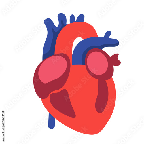Human heart with visible arteries and veins in red and blue. Perfect for anatomy diagrams, medical education, or healthcare designs.