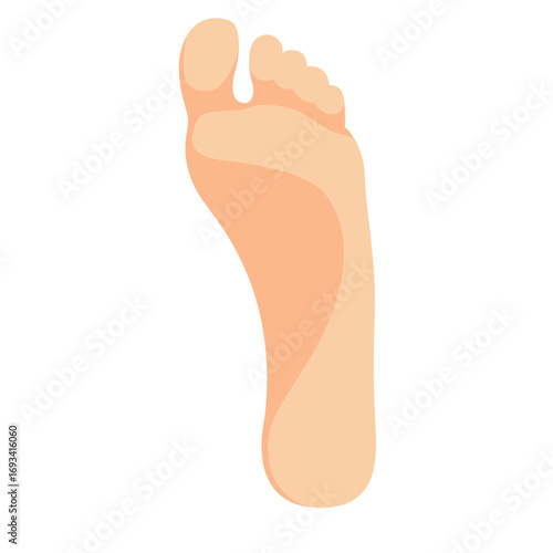 Bottom view of human foot showing sole. Ideal for reflexology charts, anatomy education, or wellness and spa illustrations.