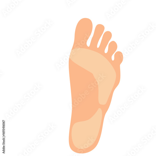 Front view of human foot with visible toes. Great for anatomy charts, medical graphics, or podiatry and wellness designs.