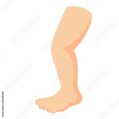 Human leg and foot illustration in simple style. Perfect for anatomy education, medical infographics, or health-related designs.
