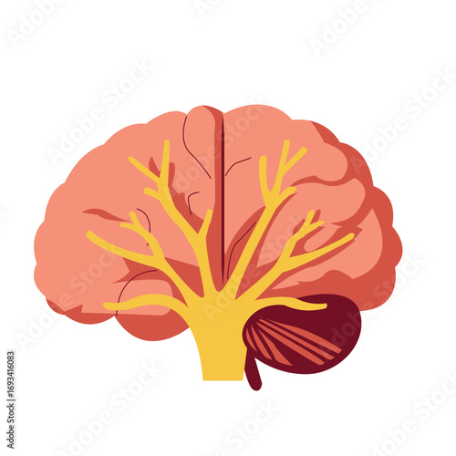 Human brain with visible blood vessels. Great for neuroscience graphics, anatomy education, or medical and psychology illustrations.