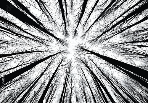 Looking up through bare winter tree branches towards a bright sky creating a dramatic radial pattern