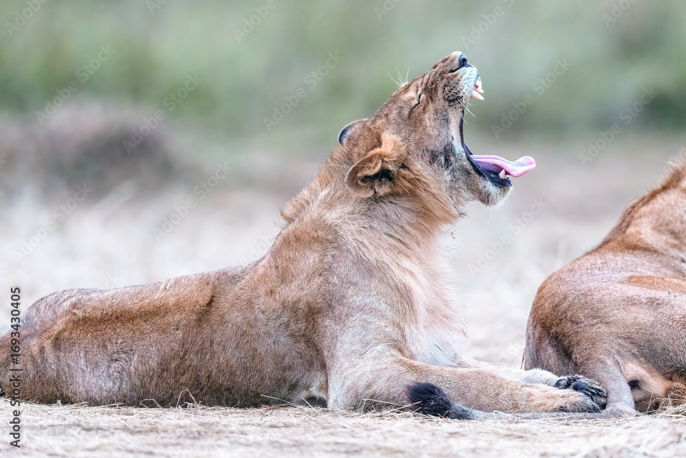 Obraz premium Male Lion in Masai Mara National Park - A male lion is yawning after nap in the Savannah in Kenya.