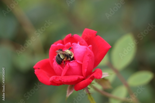 A bumblebee enjoying a red rose