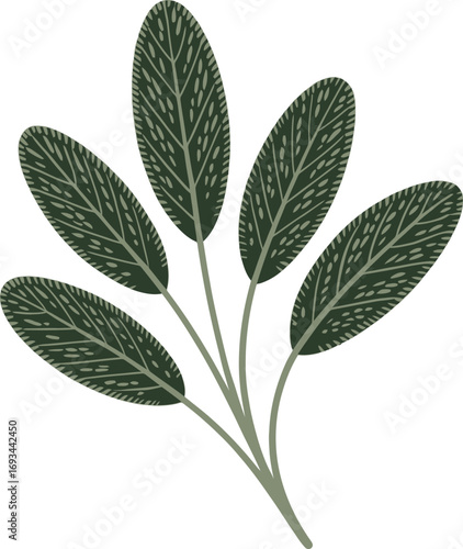 Detailed sage leaf branch silhouette with natural elements