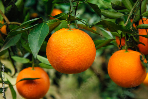 Fresh Navel Oranges Growing on Tree in Gannan Orchard - Ripe Citrus Fruit Ready for Harvest