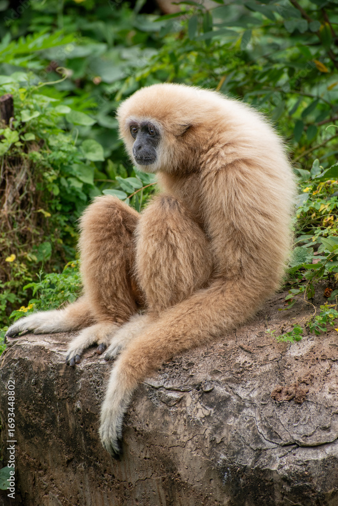 Fototapeta premium white-handed gibbon / Lar gibbon 