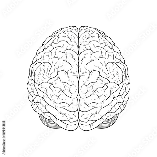 Detailed black and white line art illustration of a human brain superior view showing cerebral hemispheres.