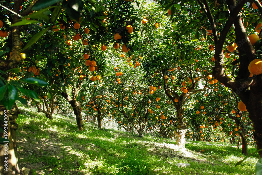 Fototapeta premium Fresh Navel Orange Trees in Gannan Orchard Plantation Base with Ripe Citrus Fruit