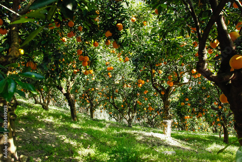 Photos Fresh Navel Orange Trees in Gannan Orchard Plantation Base with Ripe Citrus Frui