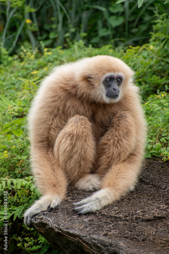 Fototapeta premium white-handed gibbon / Lar gibbon 